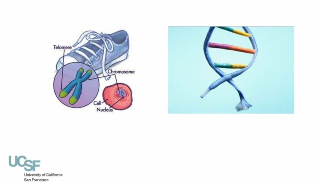 telomeri-malattie-croniche-ed-et-biologica-clinicametabolomica